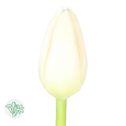 TulipFrench Chantilly holl whi