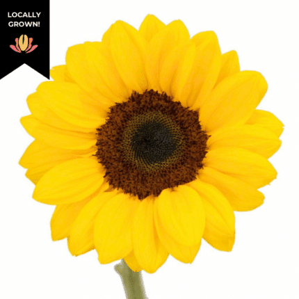 Sunflower Large Rio (5stm)