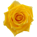 Rose Light House 50cm rprima