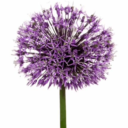 Allium Early Emperor holl