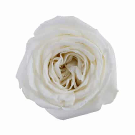 Rose PlayBlanca 70cm naranjo