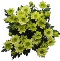 Pom Daisy Green sole
