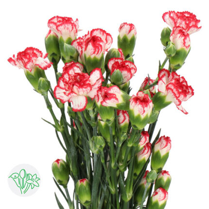 CarnMini Minueto holl -