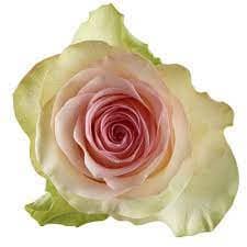 Rose Sweet Lady 50cm priv coll