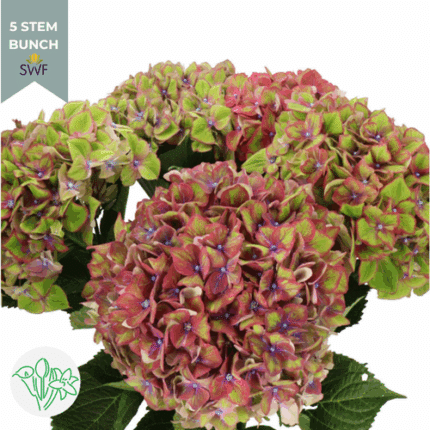 Hydrange Classic Pink green ho