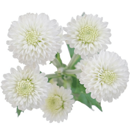 45d986b7-fa82-45d1-8d47-f1a3333fd884.png Pom Button Eagle White sole - Image 1