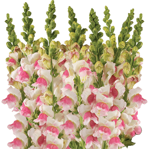 45e336d7-9144-4826-a7ad-38be1506bb01.png Snapdragon Lg. Apple can. - Image 1