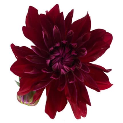 Dahlia Karma Aurora holex(5st)