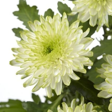 Mum Cremon Zembla White floris