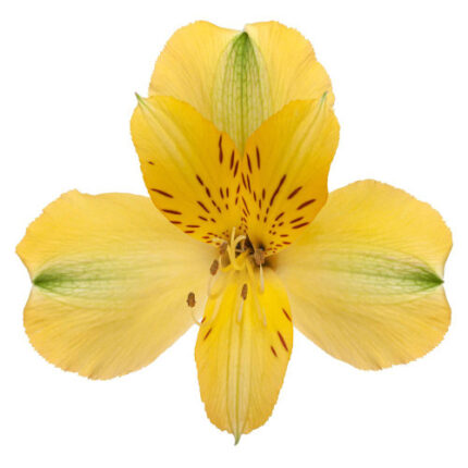 Alstro Sel Yellow Tessa