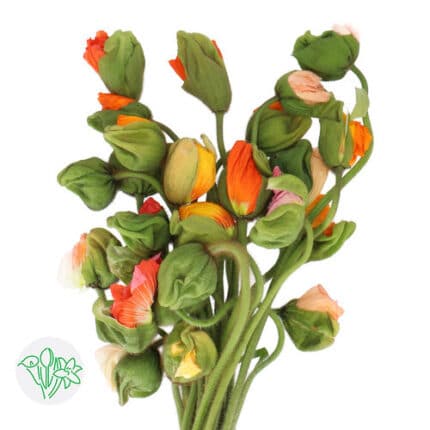 Poppies Icelandic camflor