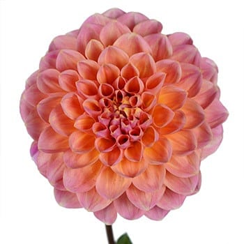 Dahlia Mister Frans holl org