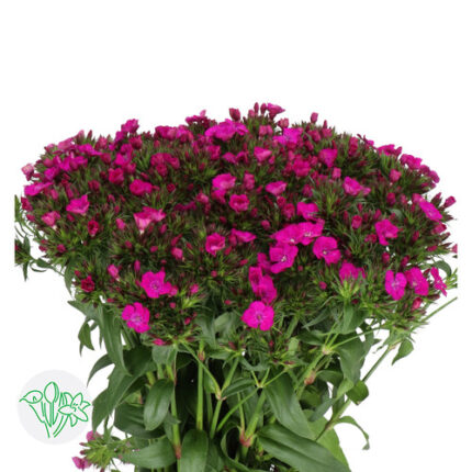 Dianthus Neon Purple emeralda