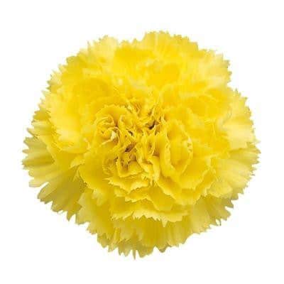 Carn Select Yellow f.d.