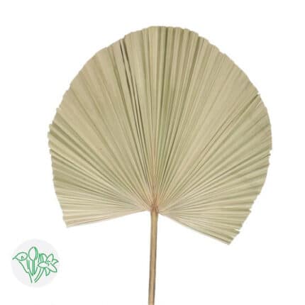 Palm Dried Bleached Large holl