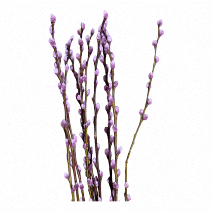 P.Willow Painted Milka 70cm ho