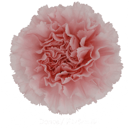 Carn. Fancy Pink Doncel bella