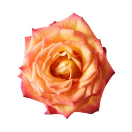 Rose Circus 40cm much