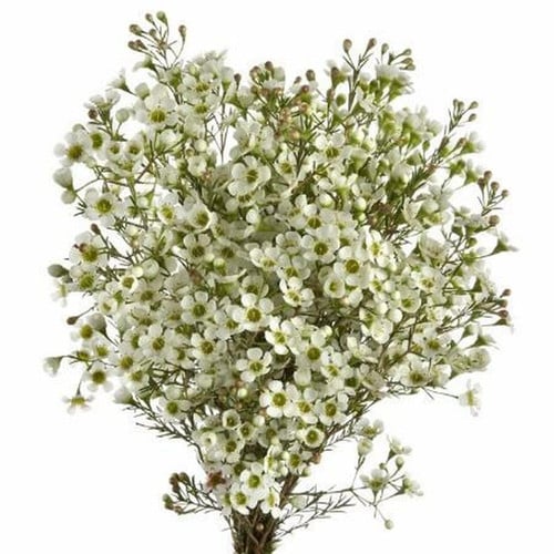 4641d6d7-d95f-4fb8-8a8d-10e7be310826.jpg Waxflower Hybrid White tutuli - - Image 1