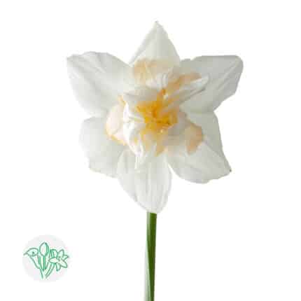 Daffodil Snow Paradise holl