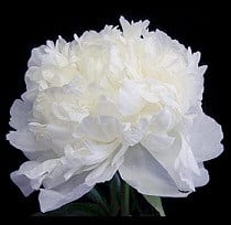 Peony Duchess d Nemo holex