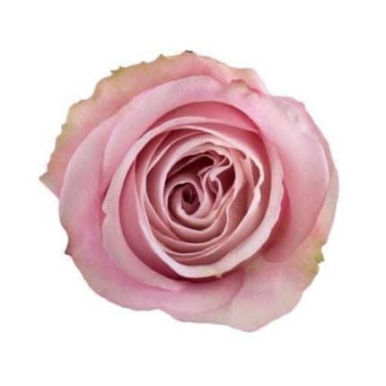 Rose Secret Garden 50cm naranj