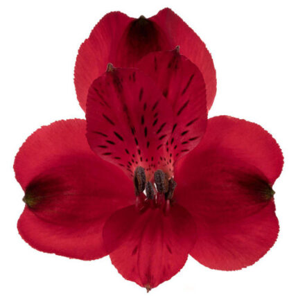 Alstro Sel Red Tessa