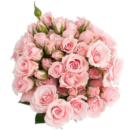 RoseSpray Elba rfi