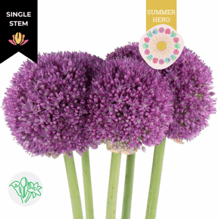 Allium Ambassador holex(stem)