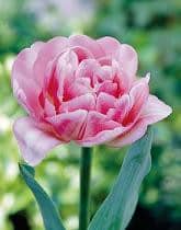 Tulip Dbl Pink v.d.