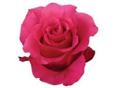 Rose Zafira 60cm rprima(htpk)