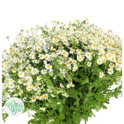 Matricaria Recutita holex