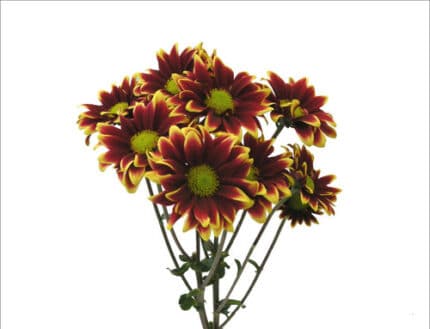 Pom Daisy Kandanz rio