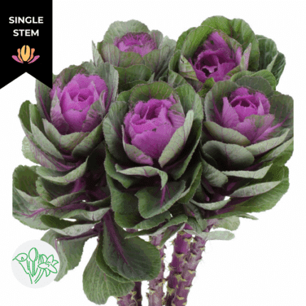 Kale Ruby Crane holl(STEM)