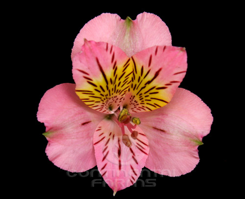 46b3f5d1-6d70-4973-a6a1-5e76491d0276.jpg Alstro. Amposta mia ht pk - Image 1