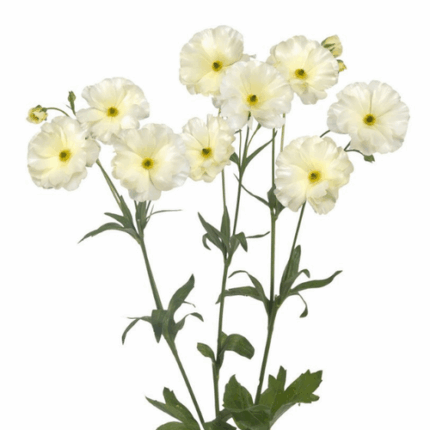 Ranunculus Butterfly Creme fre