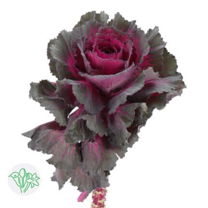 Kale Elegance s.v.(5st)