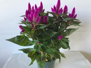 6" CELOSIA