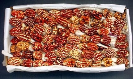 Indian Corn holex med(STEM)
