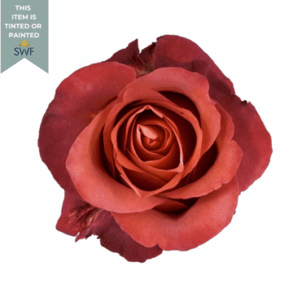 Rose Sunset Break 50cm Naranjo