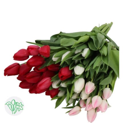 Tulip Asst Christmas(10case)ho