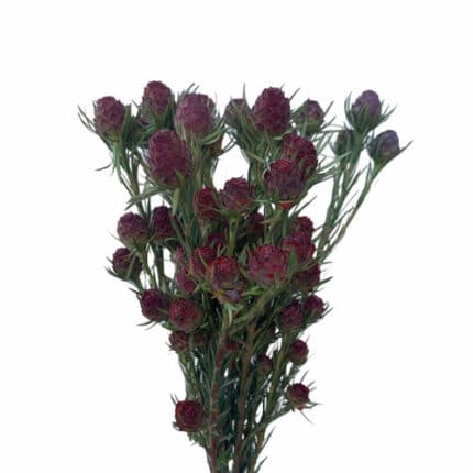 Leuco. Jubliee Crown anton