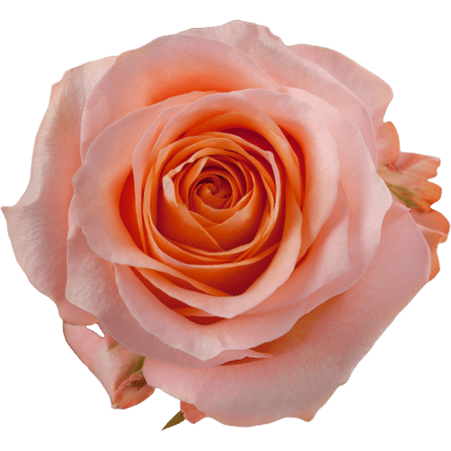 47060c6b-001b-42be-b74f-e4db09b0630e.png Rose Coral Reef 60cm rfi - Image 1