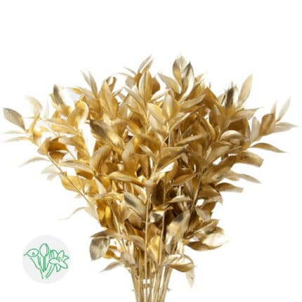 Israeli Ruscus Gold Dyed holl