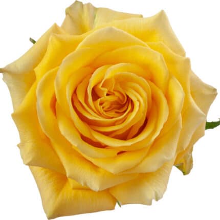 Rose Butterscotch 60cm rprima