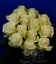 Rose Vendella 50cm ecuanros