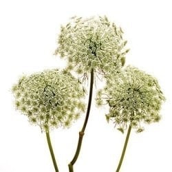 Lace Green Mist Ammi canada