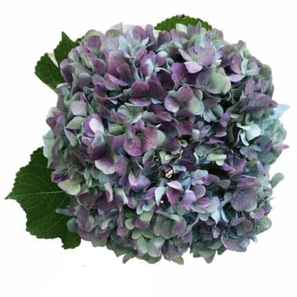 Hydrangea Antique Blue Fresca(STEM)