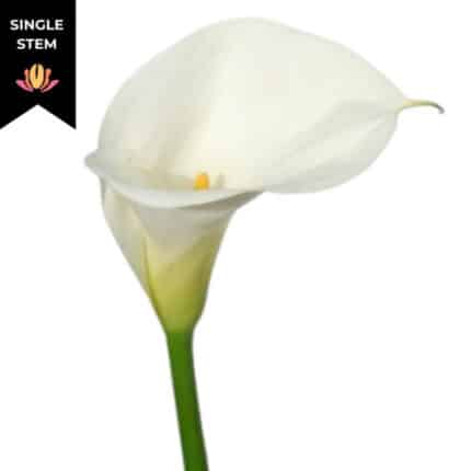 Calla White lrg hendricks