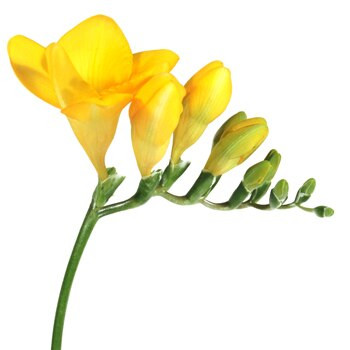 Freesia Yellow camflor